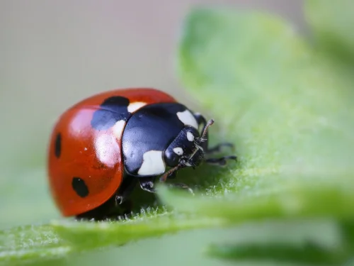 Rüyada Çalar Saat Hediye Almak