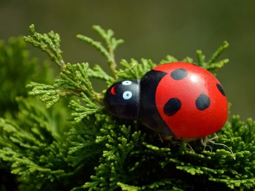 Rüyada Çeyiz Hediyesi Almak