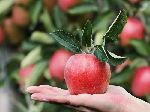 Rüyada Çok Güzel Bahçe Yapmak