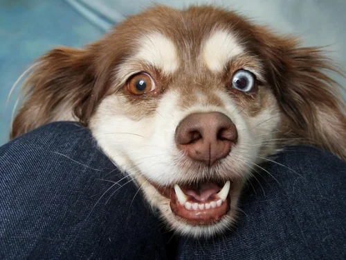 Rüyada Çöplükte Gezmek