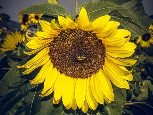 Rüyada Ölen Babaya Havlu Vermek